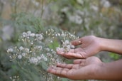 Hands gently holding a blooming flower, representing growth and care.