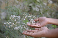 Close-up of hands holding a delicate flower, symbolizing care and wellness.