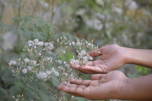 Hands gently holding a blooming flower symbolizing growth and vulnerability.