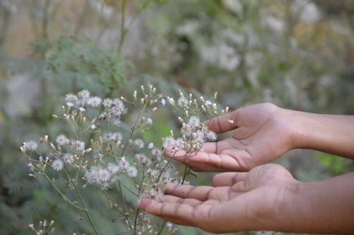 Softly lit hands holding a small blooming flower symbolizing care and hope.