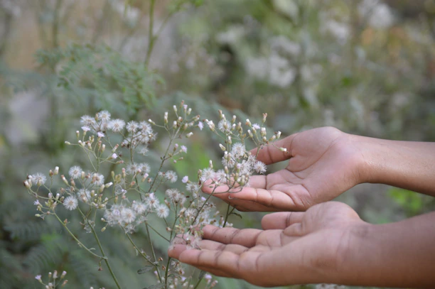 Hands gently holding a blooming flower symbolizing care and growth.