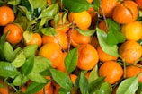 A pile of bright orange tangerines with vibrant green leaves interspersed among them. The fruit appears fresh and ripe, with some showing slight blemishes and imperfections. The scene is natural and colorful, suggesting a fresh harvest.