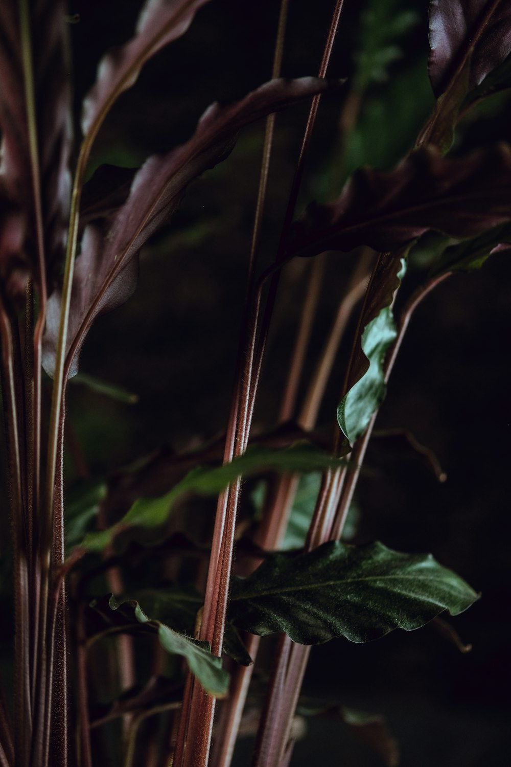 Selektive Fokusfotografie einer grünen Pflanze