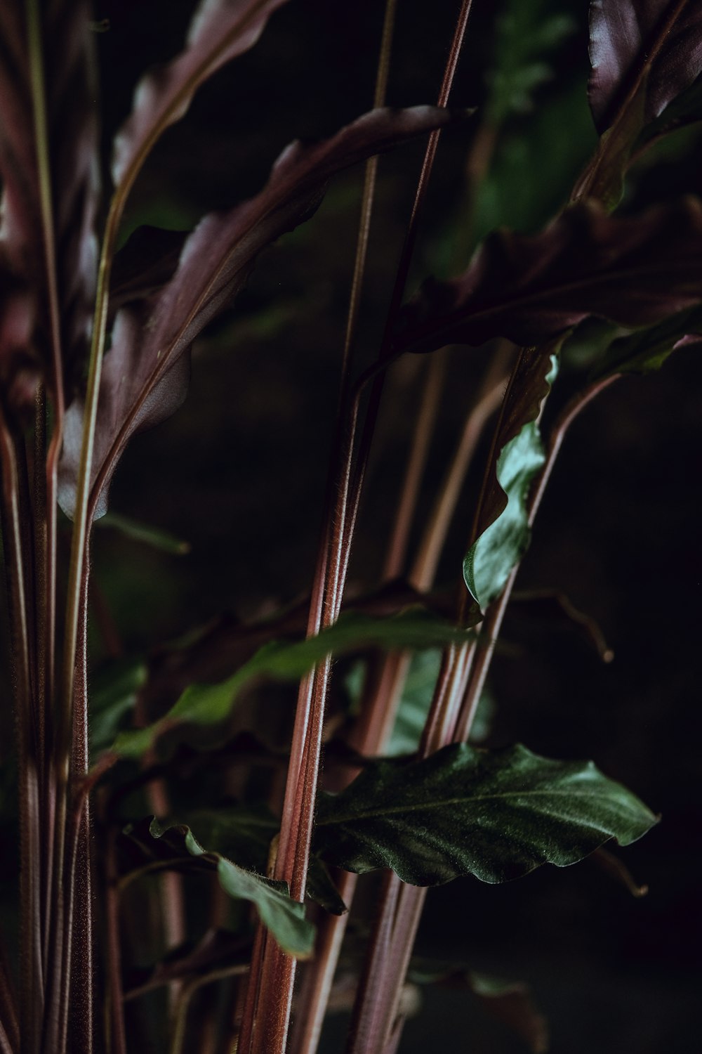 fotografia de foco seletivo de planta verde