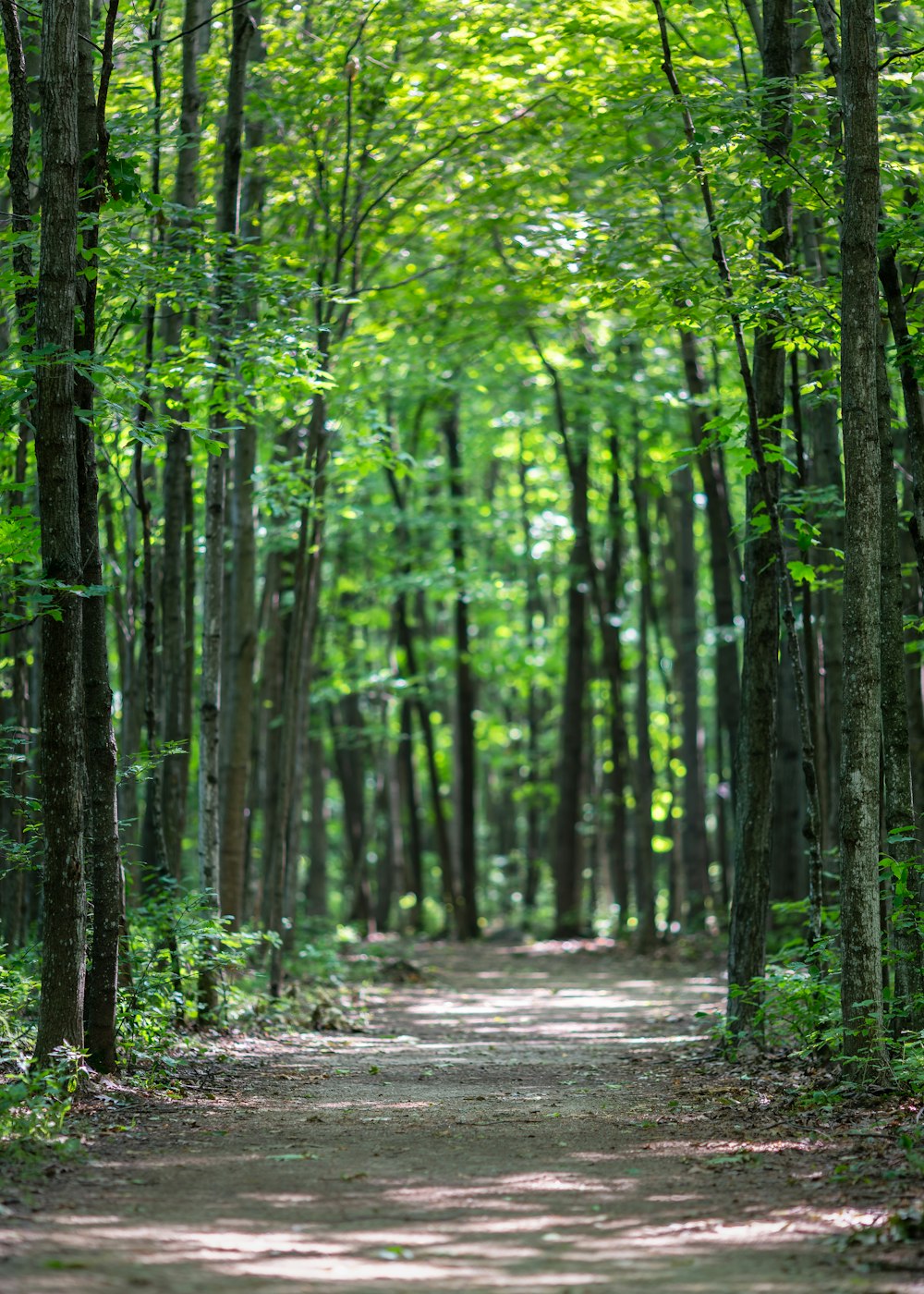 pathway in forest