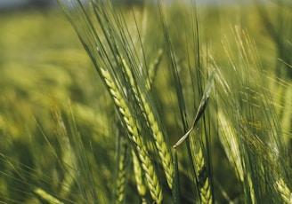 green rice field