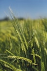 green rice field
