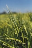 green rice field