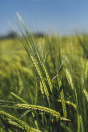 Close-up of fresh green barley plants swaying in sunlight.