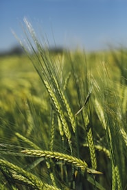 green rice field