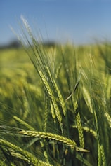 green rice field