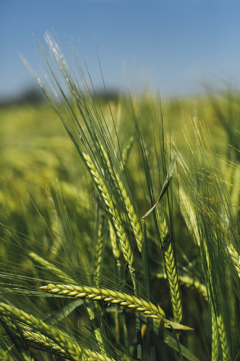 Campo de arroz verde