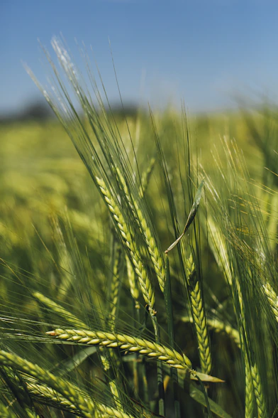 Green barley stalks in a field under a clear blue sky