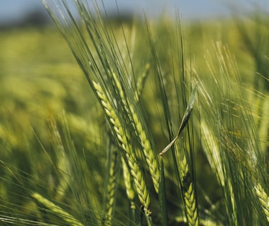 green rice field