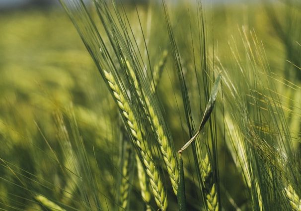 green rice field