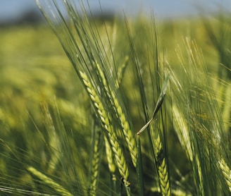 green rice field