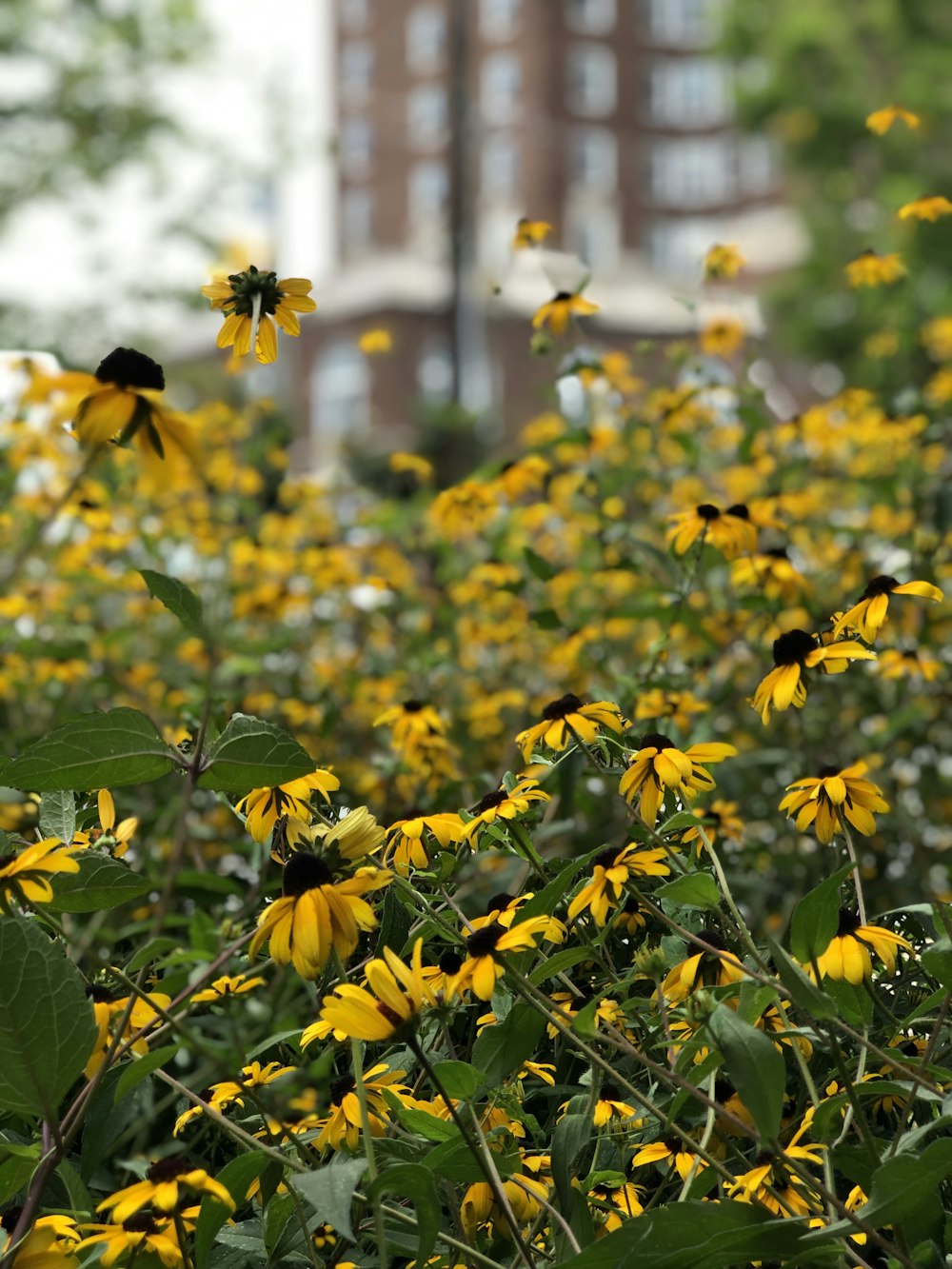 fleur à pétales jaunes