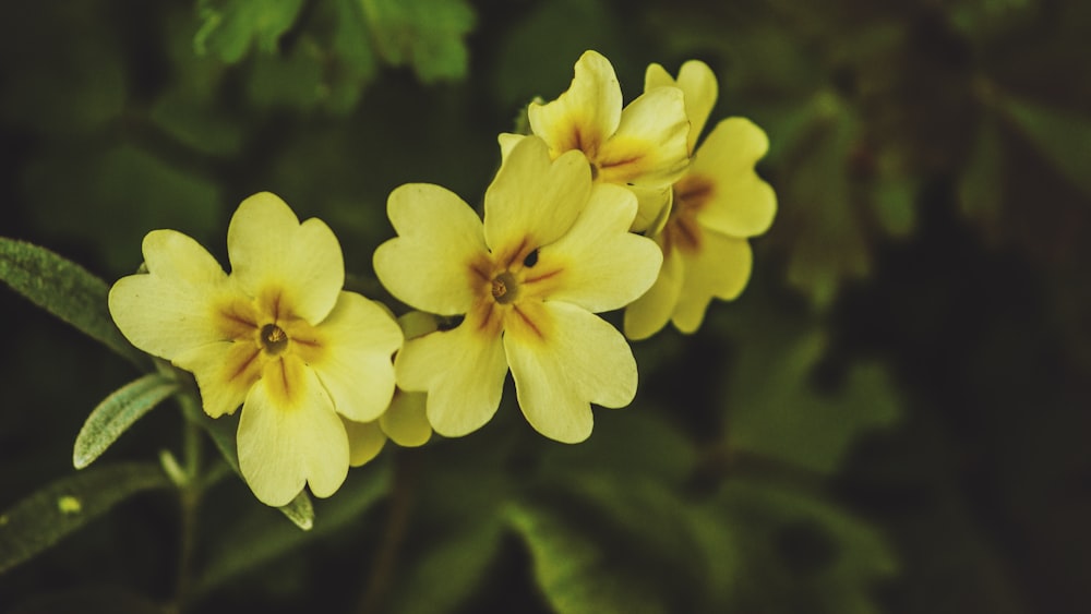 closeup photo of yellow flowers