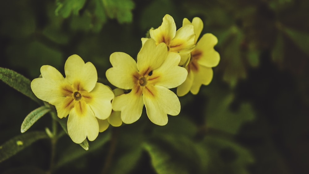 foto ravvicinata di fiori gialli