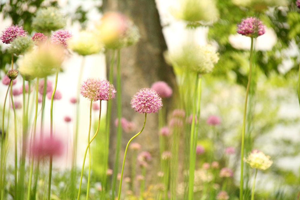 pink flowers in bloom