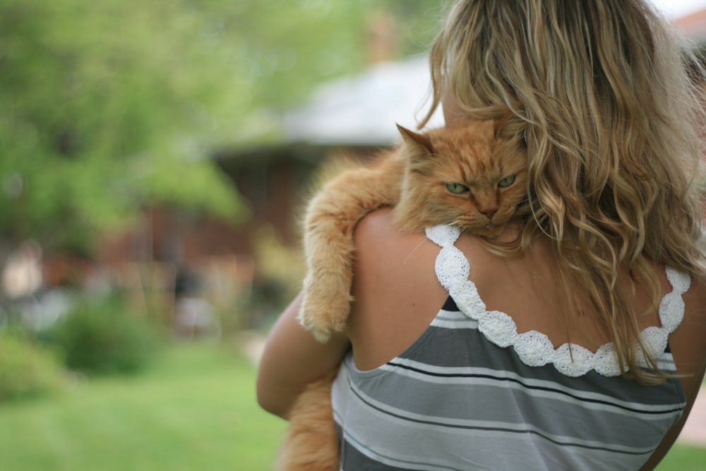 orange maine coon