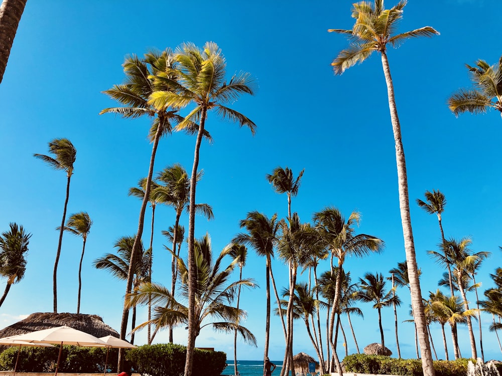 green coconut palm trees