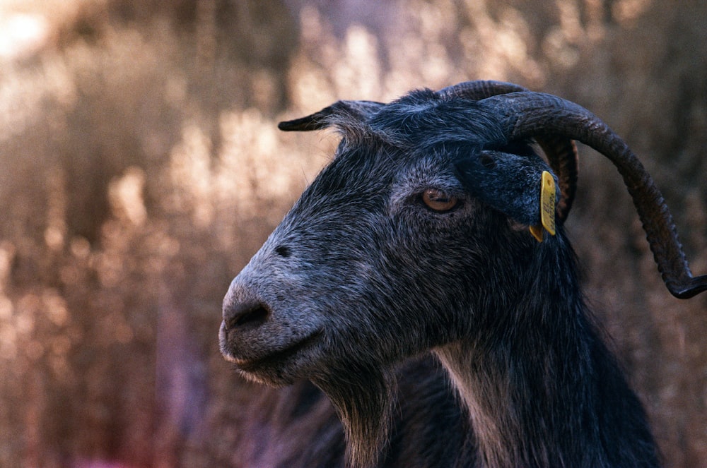 black goat