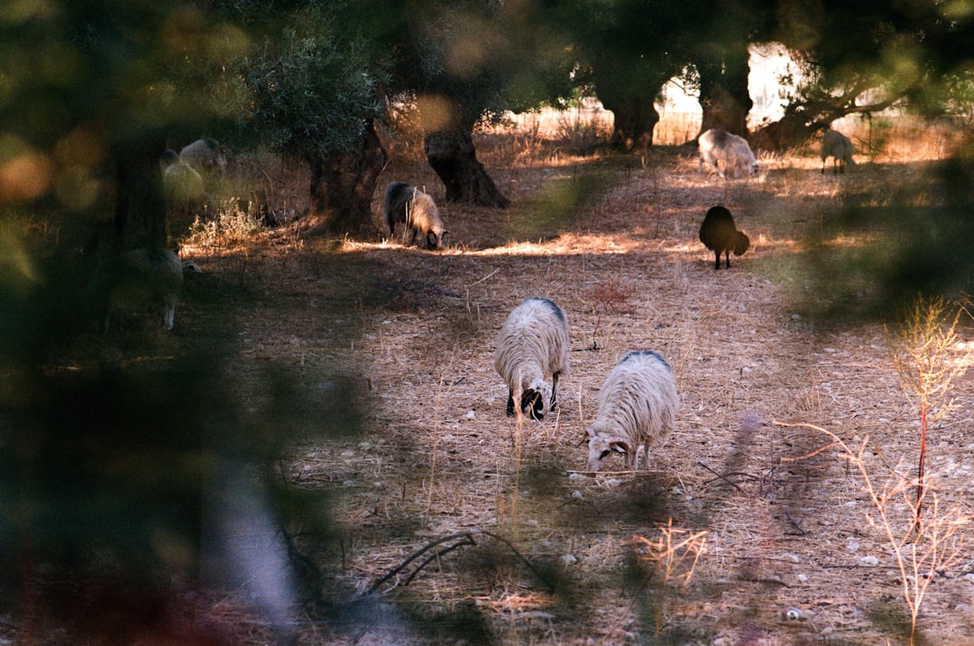 animals on soil ground near trees