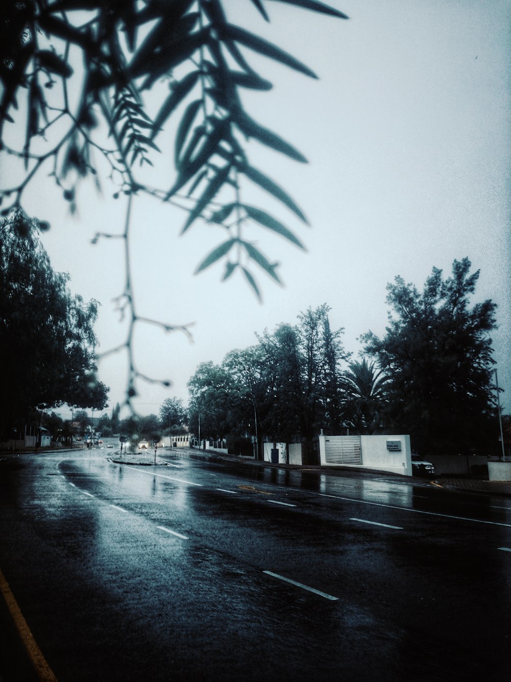 empty road near trees