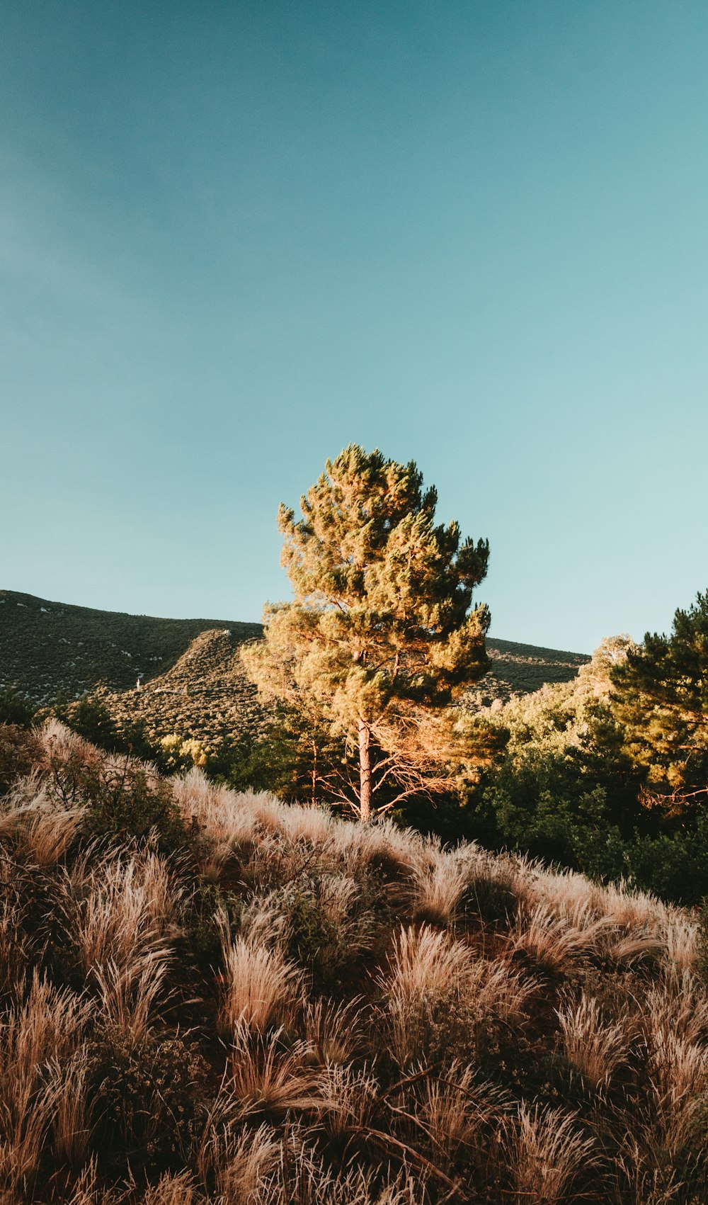 árbol en el campo de hierba bajo el cielo azul