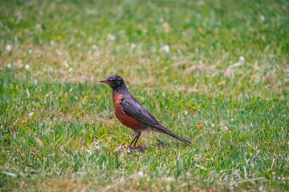 brauner und schwarzer Vogel