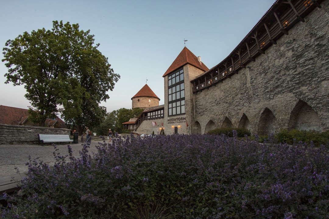 purple petaled plants near wall, Neitsitorn (the Maiden tower) in Tallinn old town.