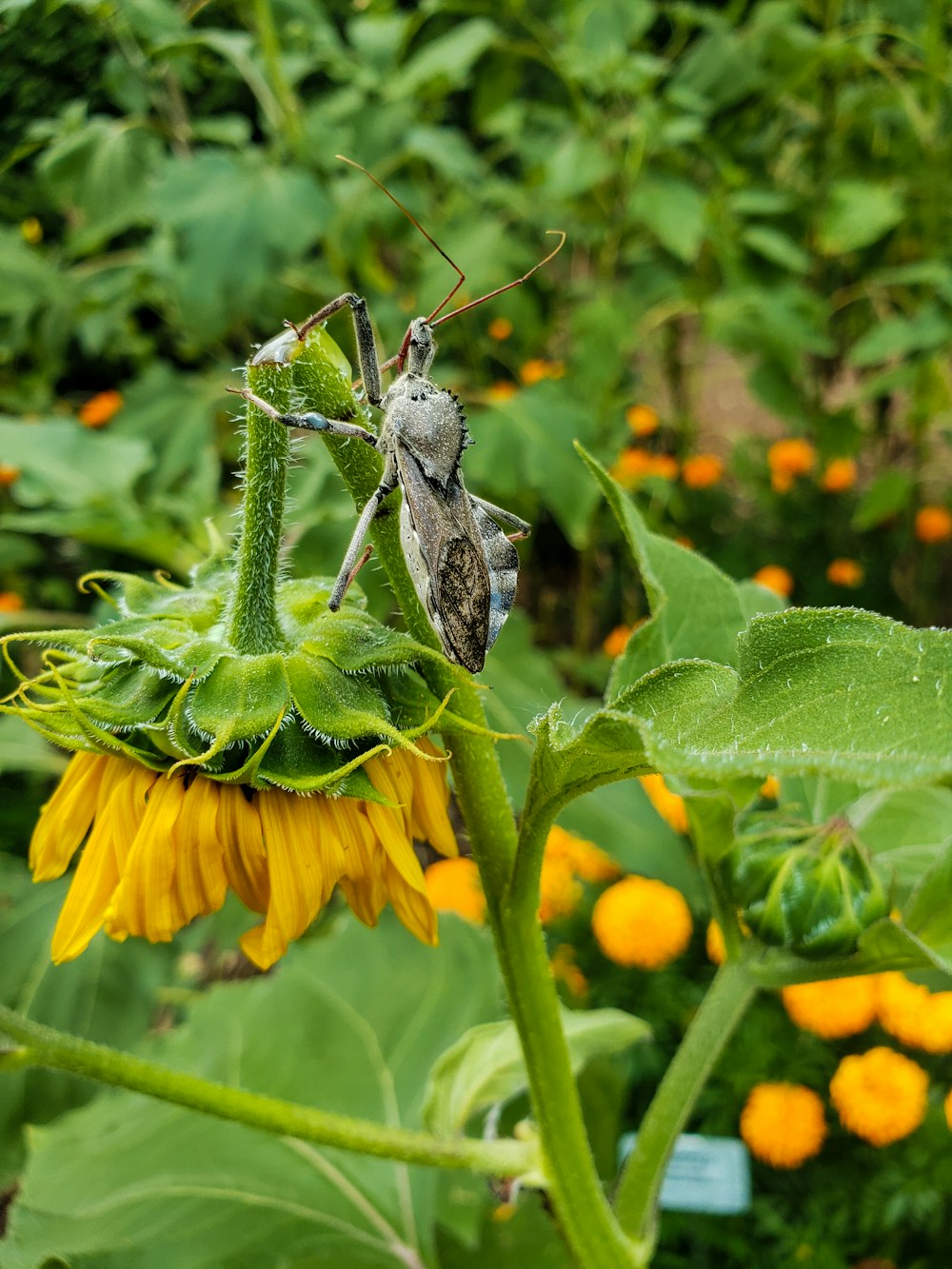 grass hopper on sunflower