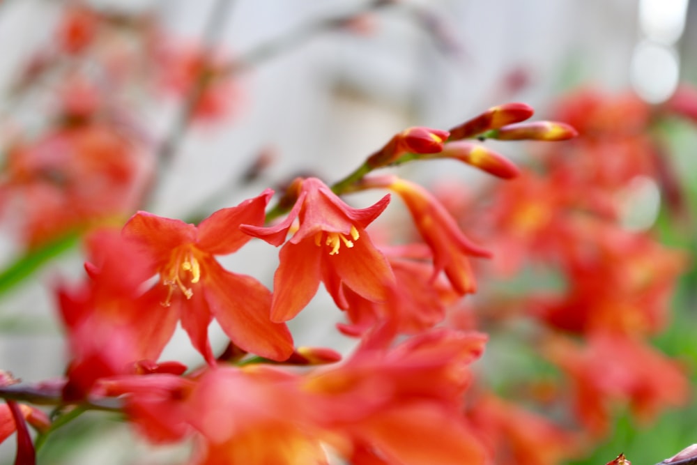 red flowers