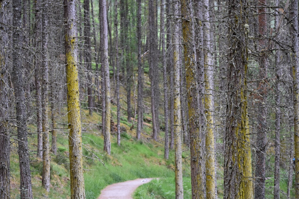 concrete pathway under trees in the forest