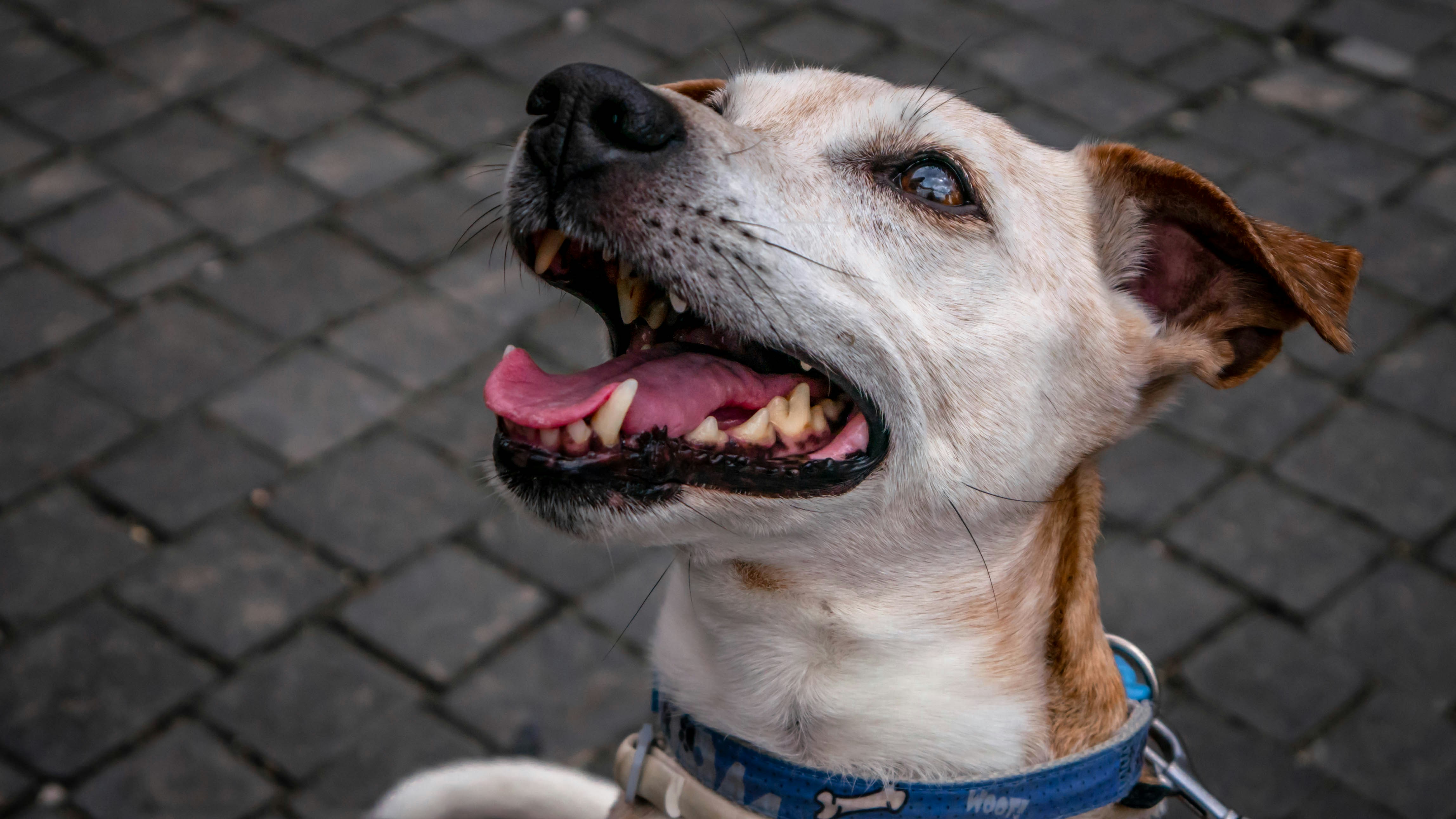 brown and white Jack Russell on pavement