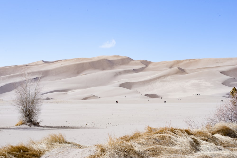 view of animals at the desert during daytime