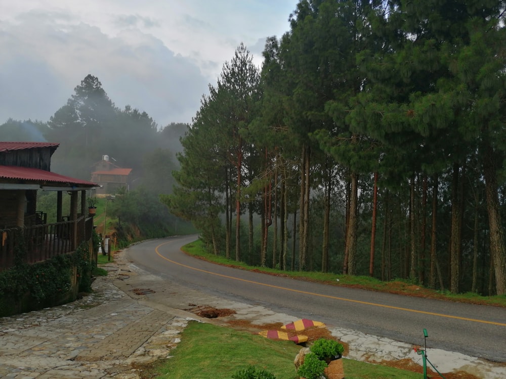 empty road near trees