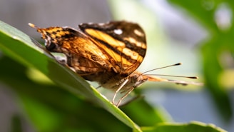brown butterfly on selective focus photography