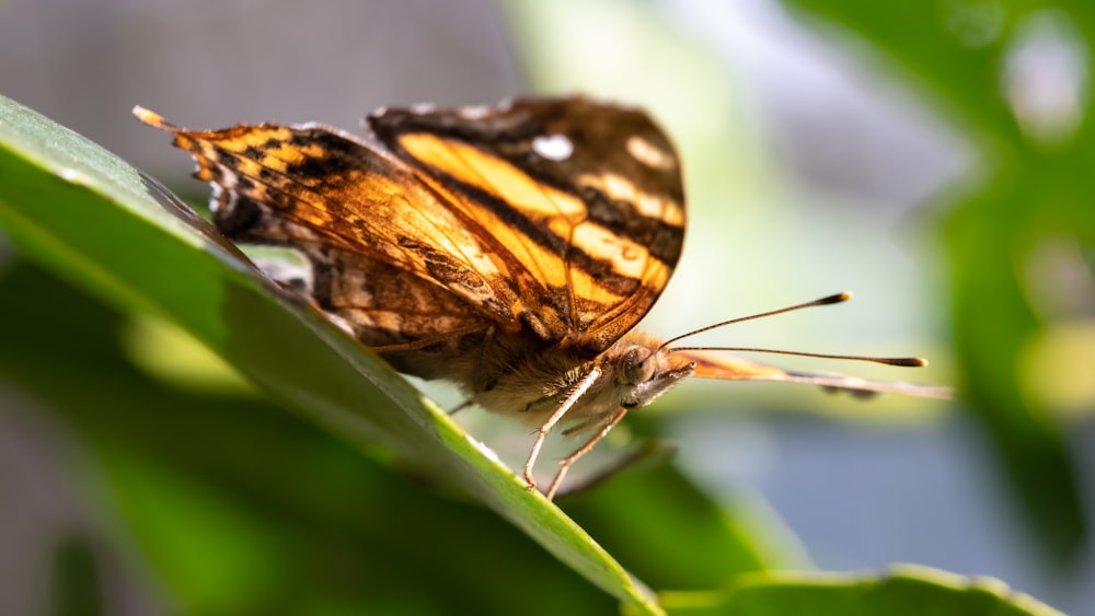 Mariposa marrón en fotografía de enfoque selectivo