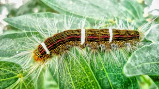 Close-up of a vibrant crochet caterpillar with bright yarns scattered around