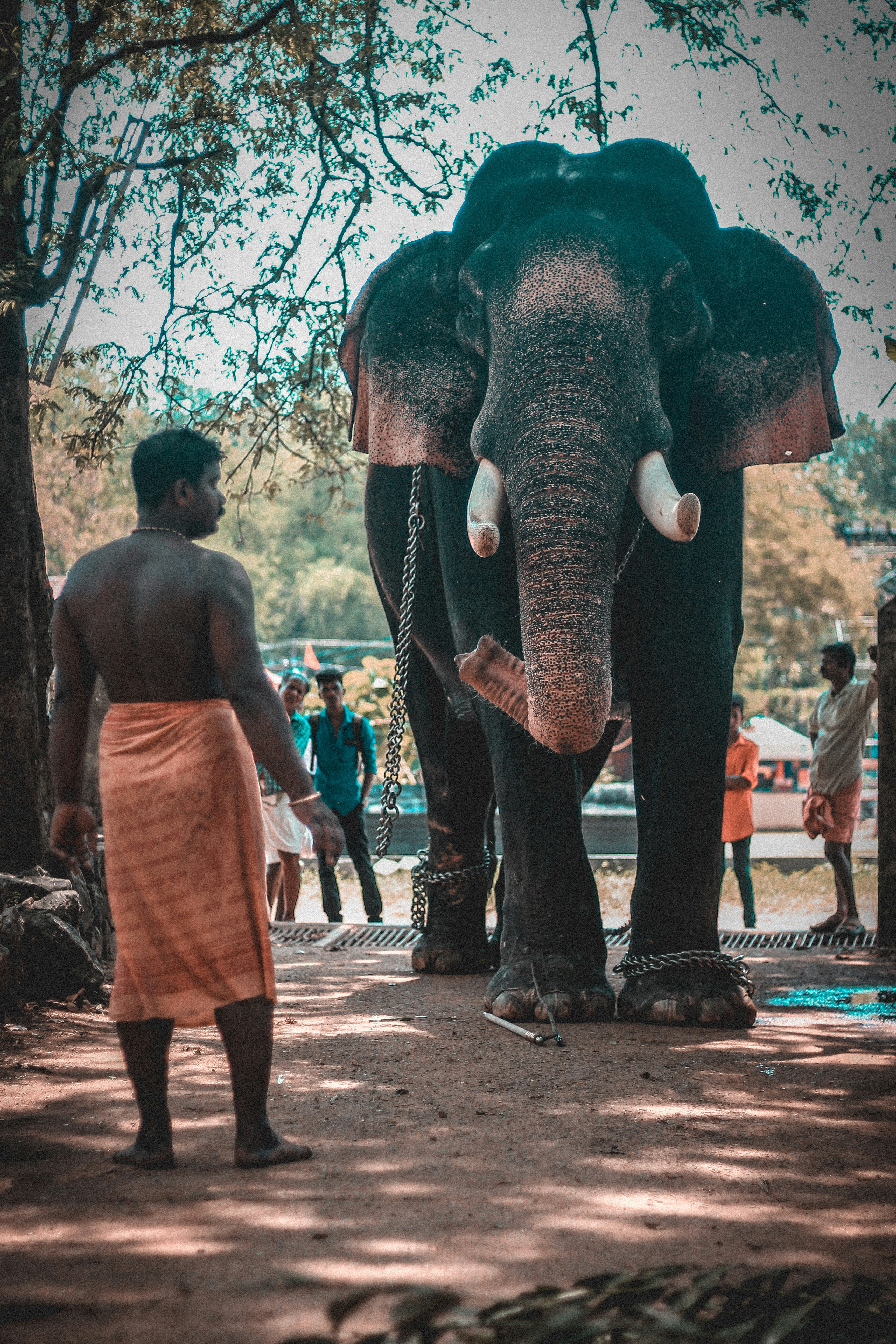 person in orange lungi skirt near grey elephant