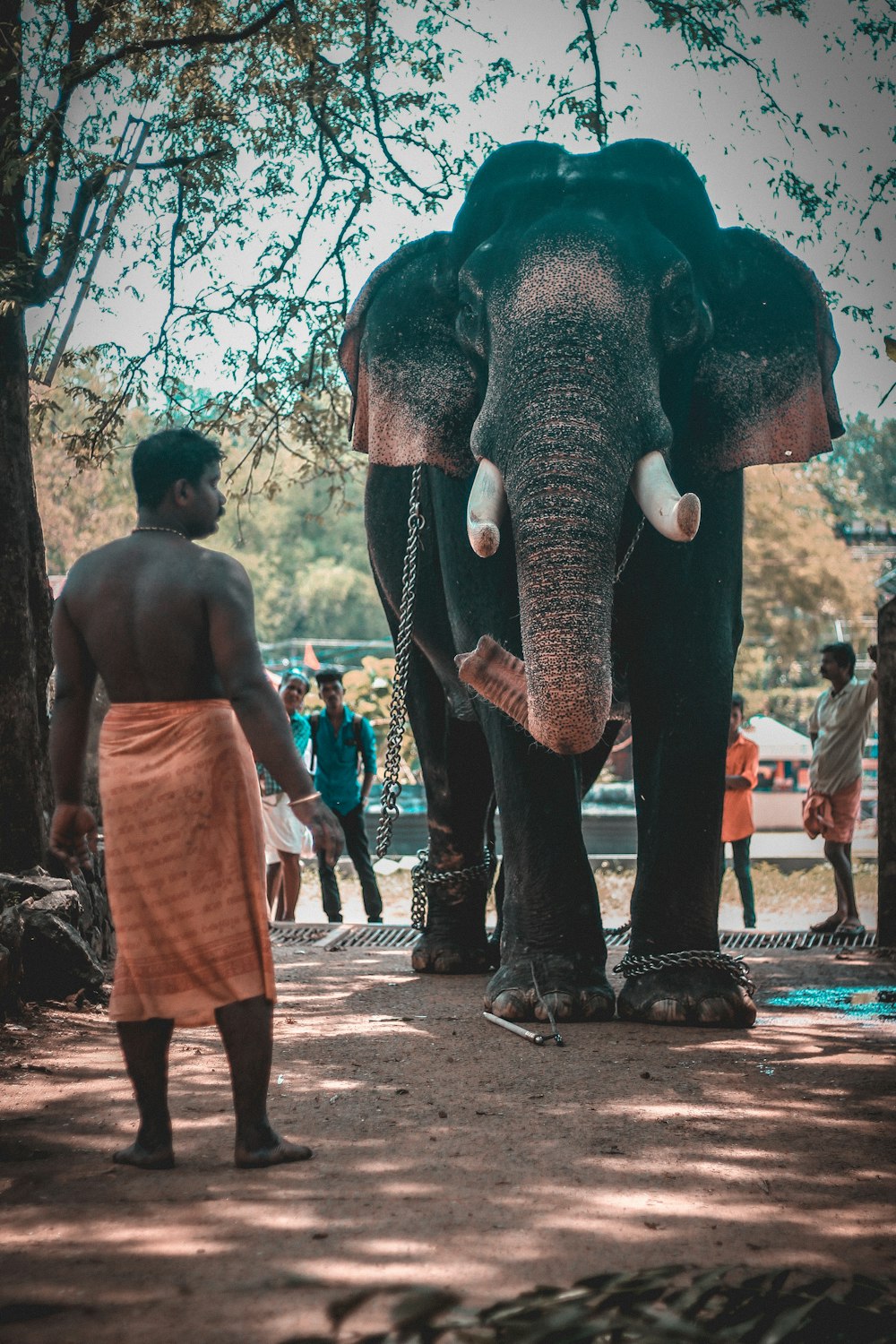 person in orange lungi skirt near grey elephant