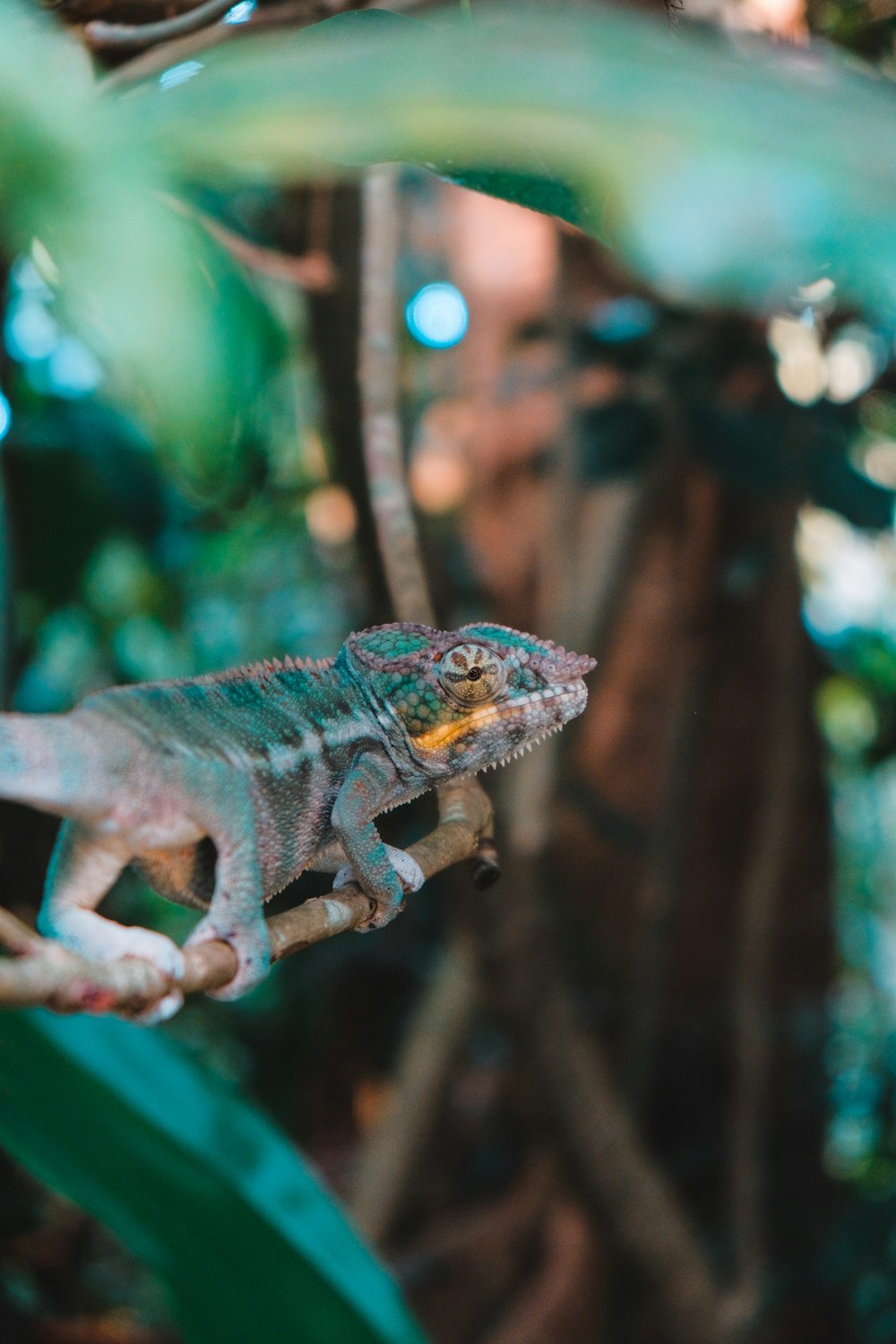 a chamelon sitting on a branch in a tree