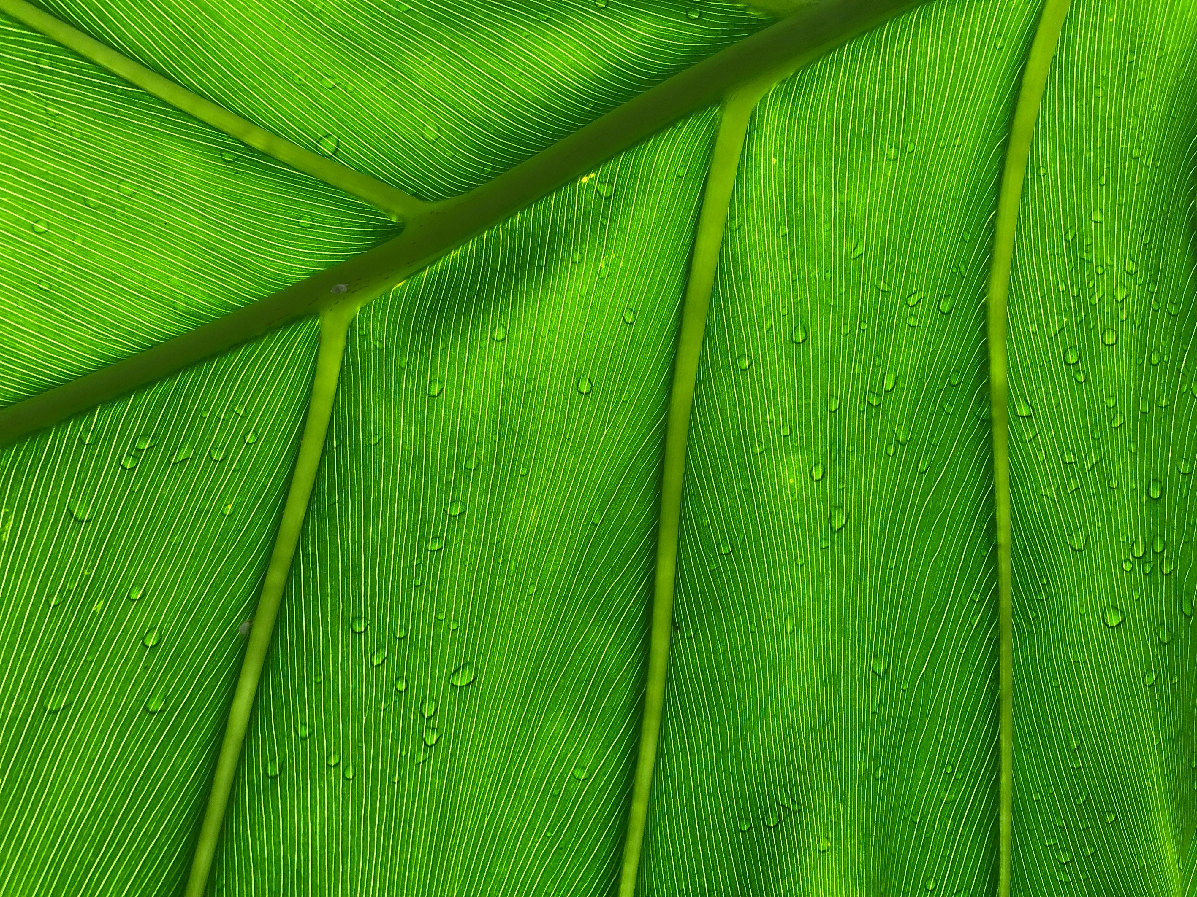 green leaf