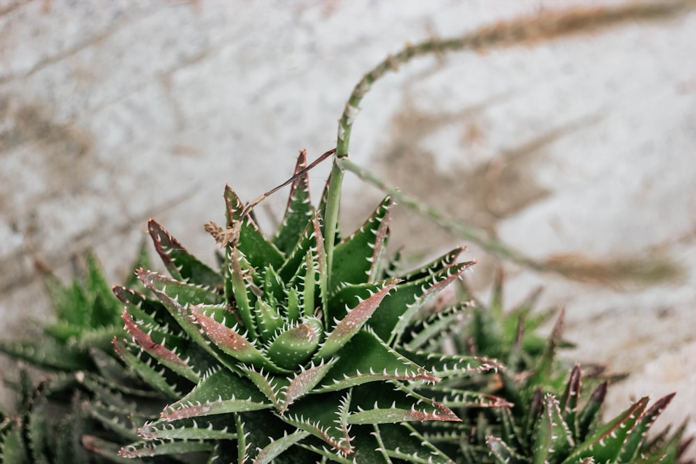 um close up de uma planta perto de uma parede