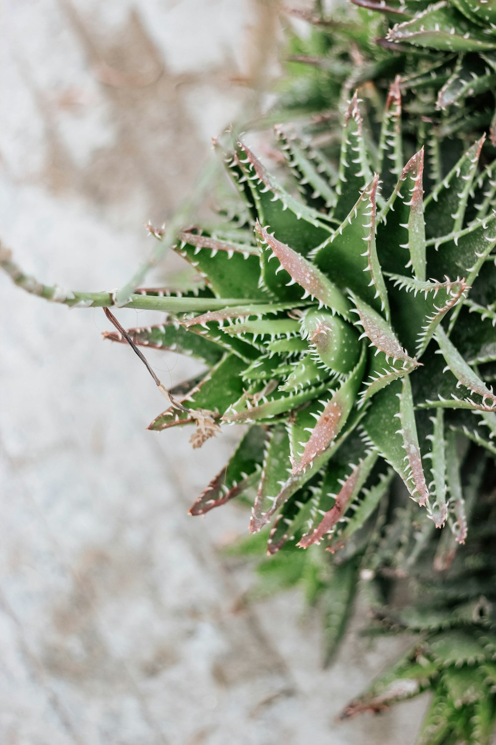 green leafed plant