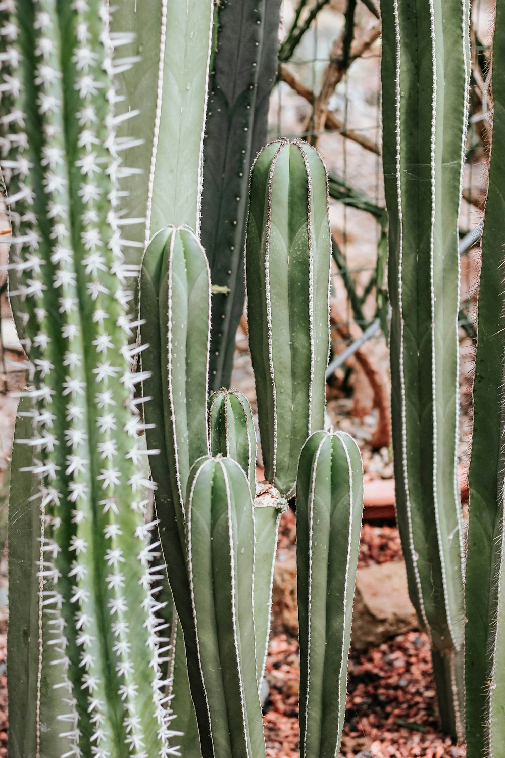 green cacti