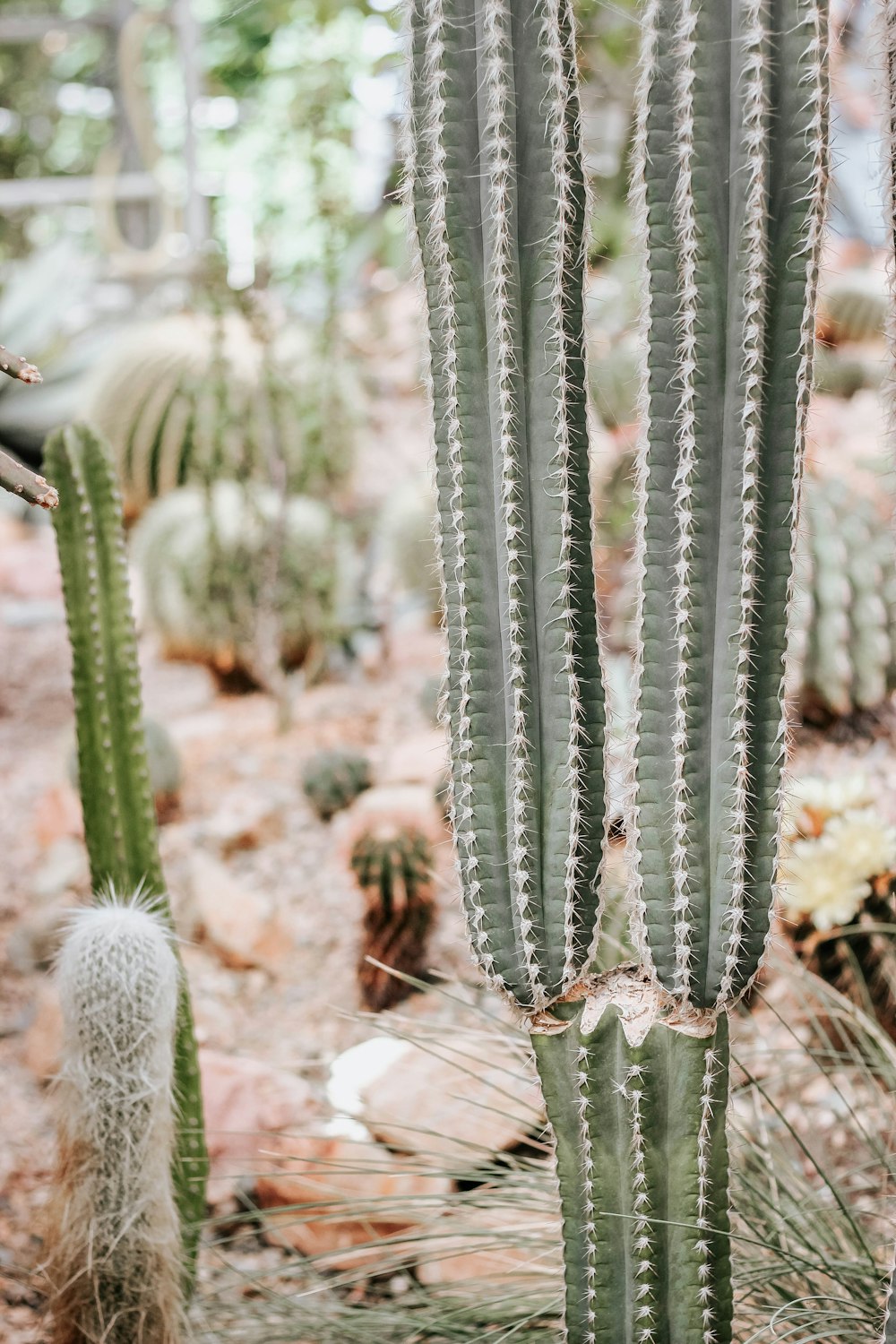 green cacti