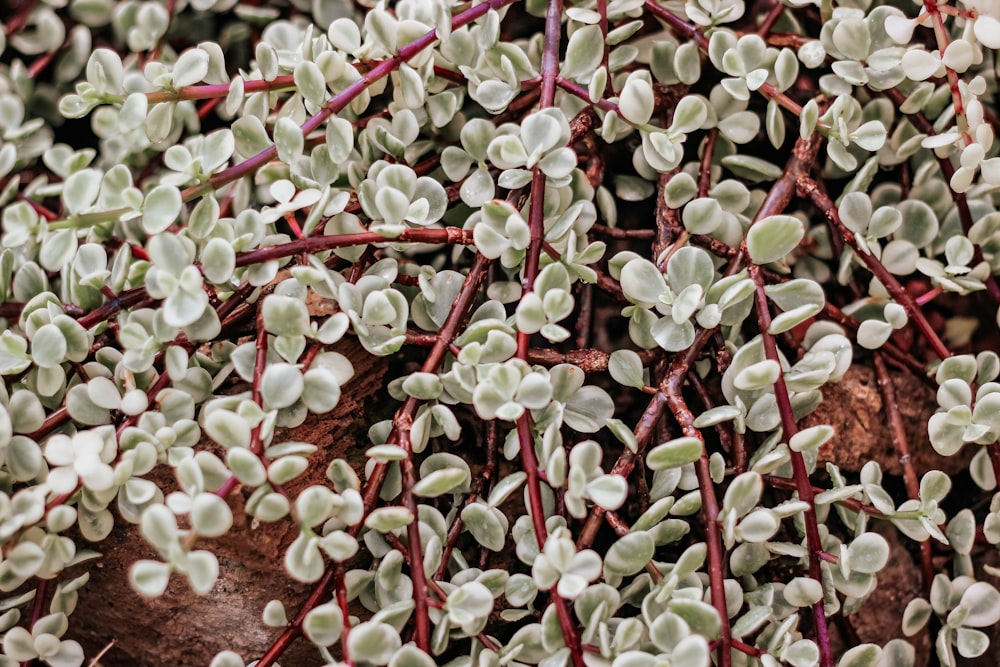 green leaf plant